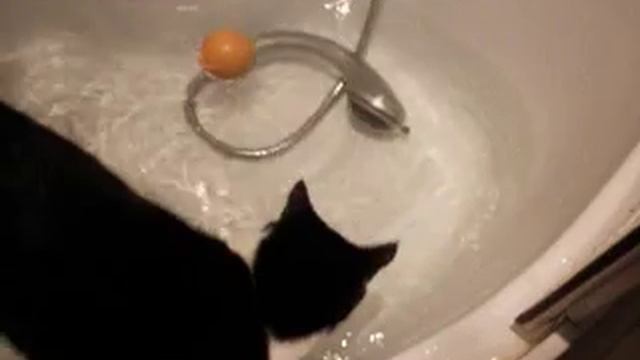 кот принимает ванну смотреть онлайн
