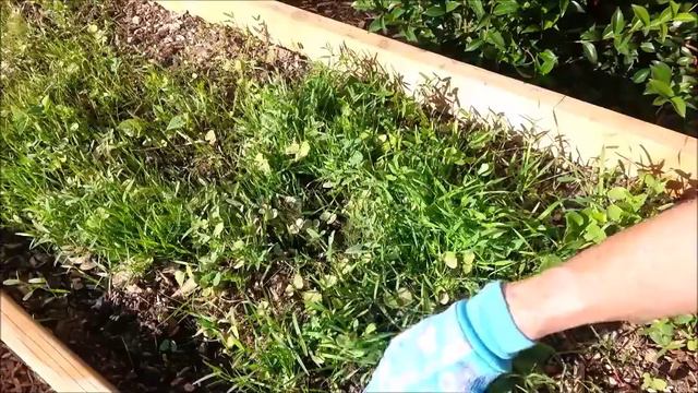 Crows, Cars and Cover Crops смотреть онлайн