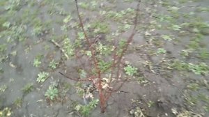 Обрезка СЛИВЫ МОЛОДОЙ или как ПРАВИЛЬНО сформировать сливу 2 года?