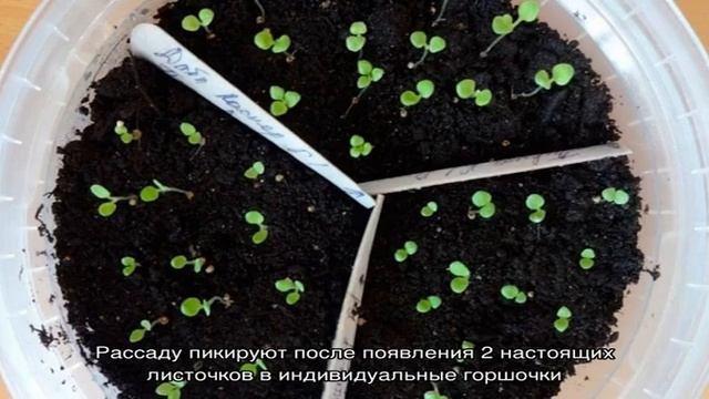 Можно ли выращивать петунию в горшке как комнатное растение смотреть онлайн