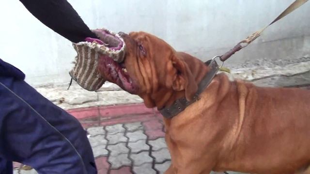 Охрана Питомник бордоских догов «Perle de France» http://perl.petsinform.com/ смотреть онлайн