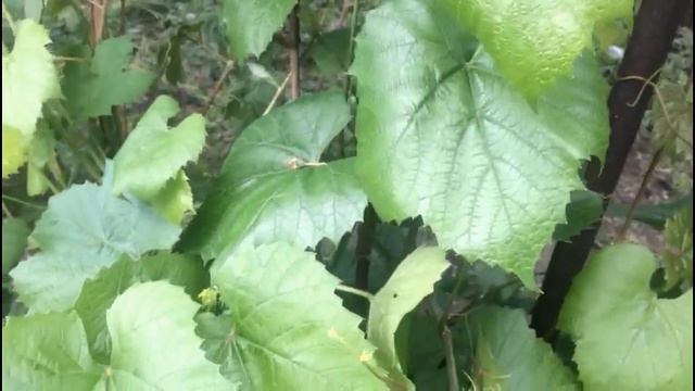 Это вам обязательно надо знать.. Виноград в июле! смотреть онлайн