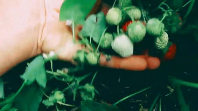 Клубника шаран смотреть онлайн