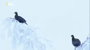 Мир Животных. Дикая природа. Россия Сибирь.