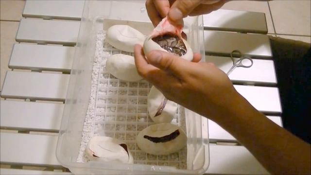Cutting Ball Python Eggs Clutch #4. 2013