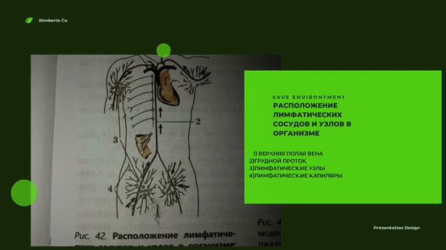 8 класс биология. Внутренняя среда. Байрамова А.8"Д" смотреть онлайн