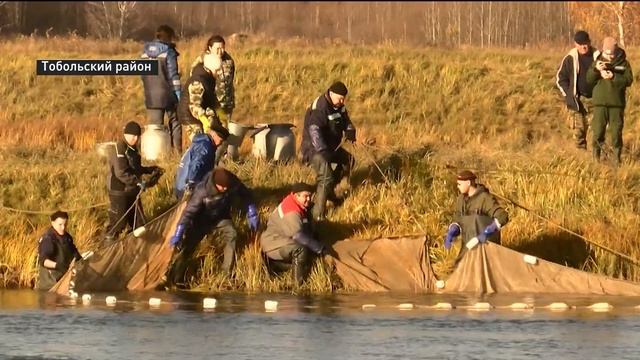 Более 65 тысяч мальков выпустили рыбоводы в 2023 году в реки Тюменской области и Югры смотреть онлайн