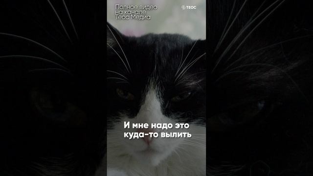 «Не могу пройти мимо!» | История котиков и их Юли смотреть онлайн