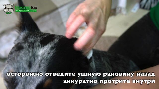 Как ухаживать за ушами питомца? смотреть онлайн