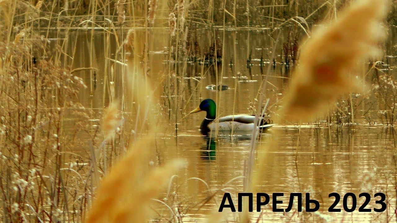 ВЕСНА 2023. КЛАССИКА ВЕСЕННЕЙ ОХОТЫ. ОХОТА НА СЕЛЕЗНЯ С ПОДСАДНОЙ / MAX HUNTER смотреть онлайн