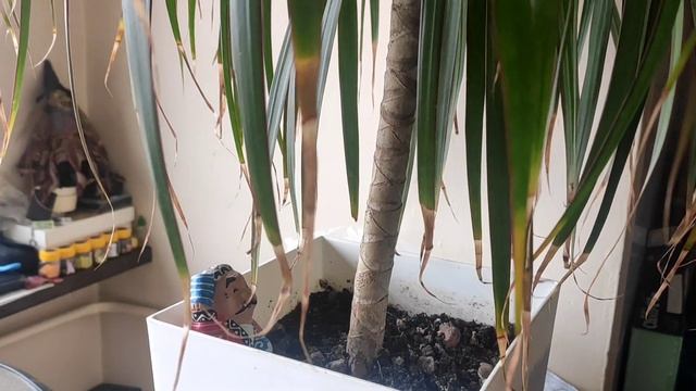 У драцены сохнут кончики листьев смотреть онлайн