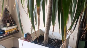 У драцены сохнут кончики листьев