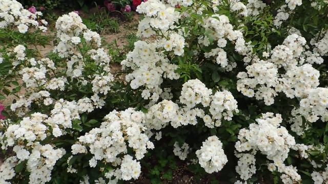Плетистая роза Гирлянд де Амур (Guirlande d'Amour) смотреть онлайн