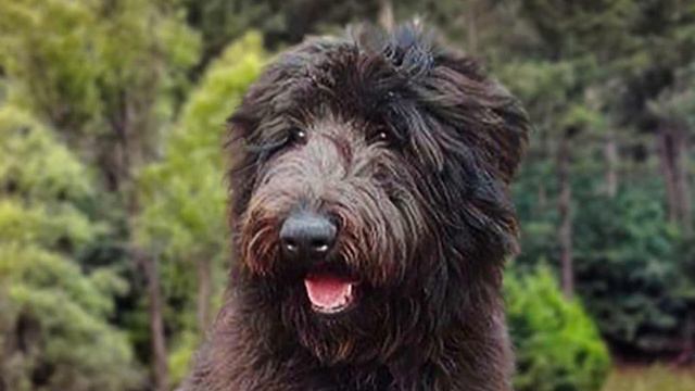 5 Shocking Things About Shepadoodle Dog Breed Latest Updated Video смотреть онлайн