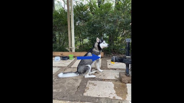 Anatomical Directional Terms Song - Maryan Valles смотреть онлайн