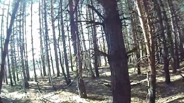 Поиск сосен старше 200 лет и провалов в земле смотреть онлайн