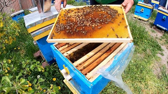 Как и когда ставить вощину | Когда можно подставлять вощину. смотреть онлайн