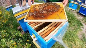 Как и когда ставить вощину | Когда можно подставлять вощину.