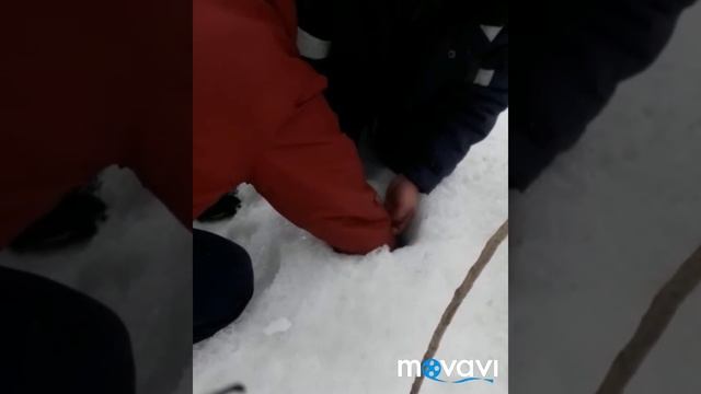 Крупный Налим на поставушку смотреть онлайн