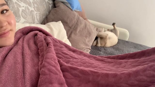 Мопсовлог #24. Мерзнут лапы /Как почистить диван с мопсом ? ? смотреть онлайн