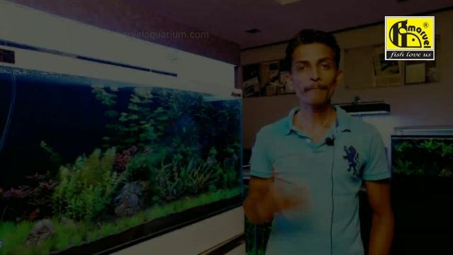 How to solve ALGAE issue смотреть онлайн