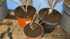 Гортензии окс что с ними делать и как сажать если еще холодно