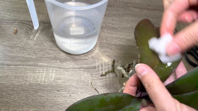 Bu yöntemle kökleri çürüyen orkideler birçok sağlılı kökler çıkaracak ve durmadan çiçek açacak смотреть онлайн