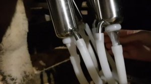 Доим корову аппаратом! Учимся пользоваться доильным аппаратом.