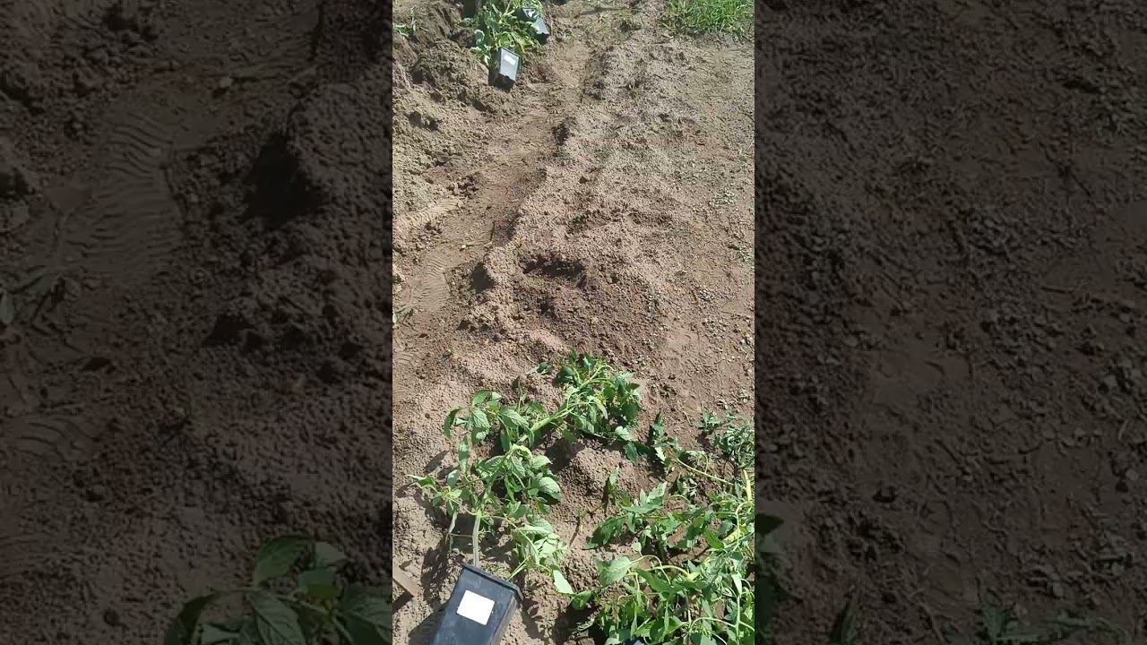 Садим помидоры