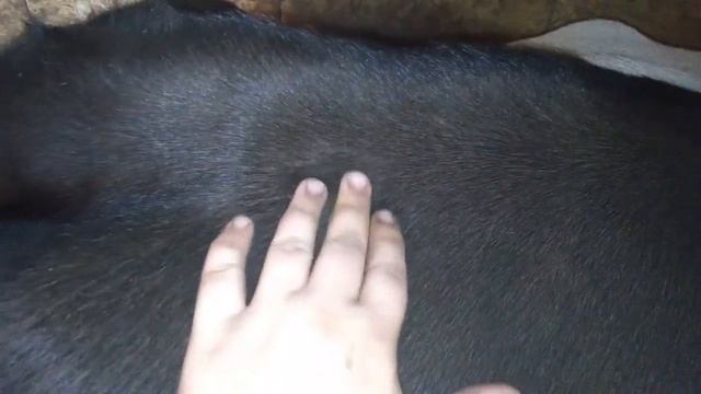 Корова готовится к отелу, как расходятся связки//перепахали огород смотреть онлайн