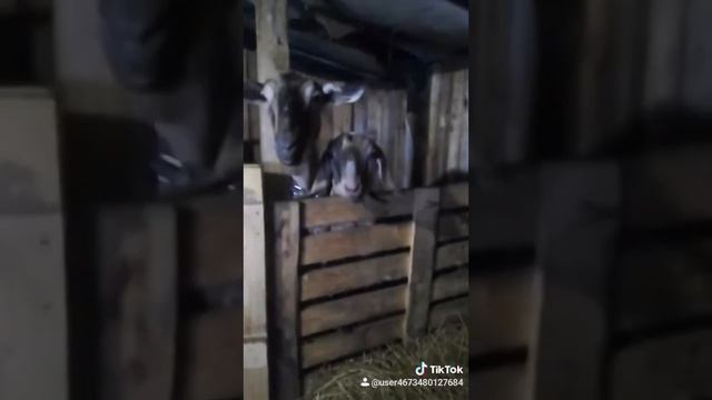 Каждый выбирает себе друга сам смотреть онлайн