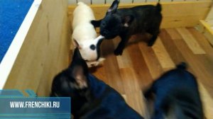 Щенки французского бульдога бесятся