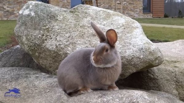 Кролик сатин люкс — Satin lux