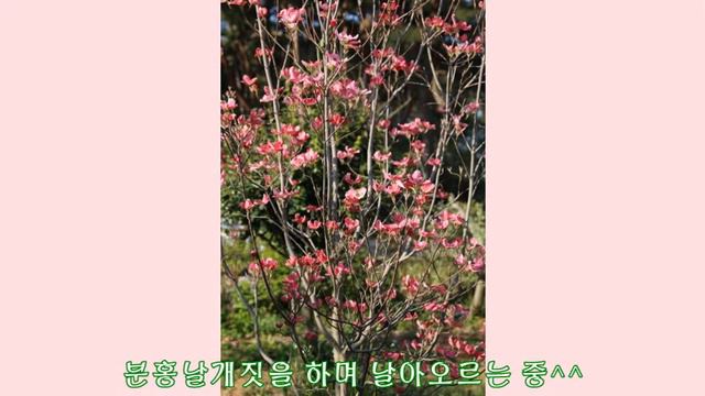 미국산딸나무~~분홍나비되어 날다!! смотреть онлайн