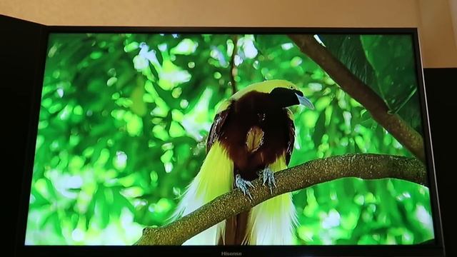 Телевізор HISENSE 32B6700HA ? Огляд І Налаштування Бюджетного Смарт ТВ На Андроїді смотреть онлайн