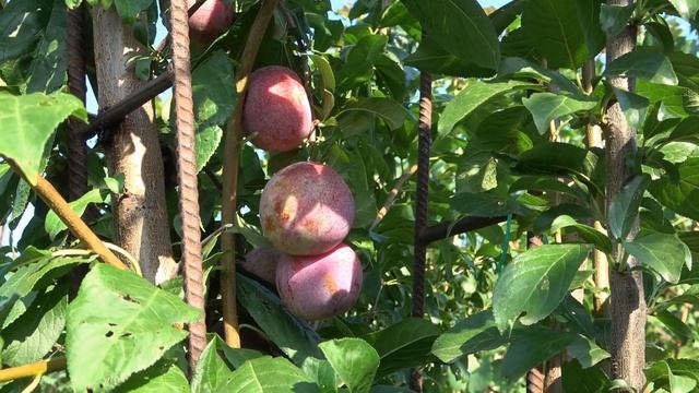 Плуот (слива-абрикос) с ярким вкусом ДАПЛ ДЕНДИ. Рекомендуем!