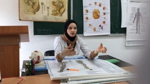 Вены большого круга кровообращения