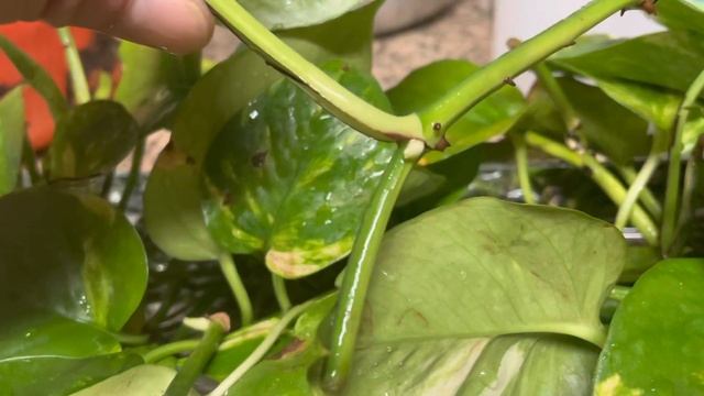 Vlog#96 Water Propagation Golden Photos Devils Ivy Plants Epipremnum Pinnatum Aureum Scindapsus смотреть онлайн