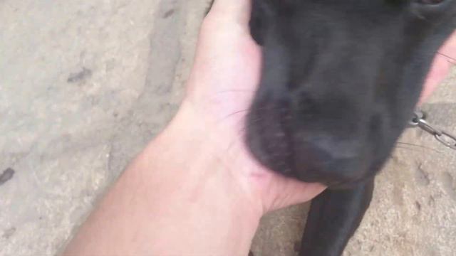 лучшая собака симба смотреть онлайн