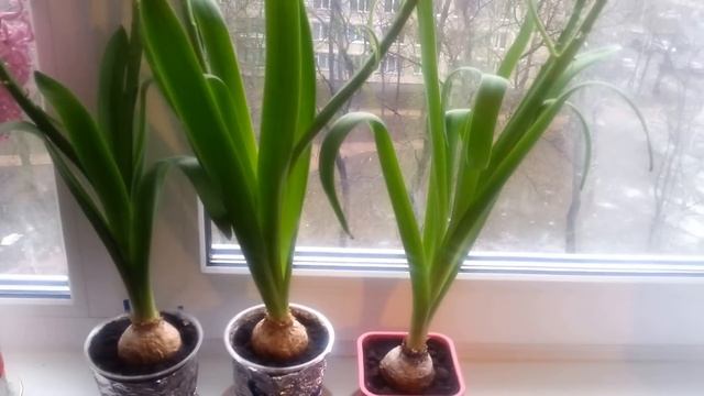 ЧТО  ДЕЛАТЬ С ЛУКОВИЦЕЙ ГИАЦИНТА ПОСЛЕ ЦВЕТЕНИЯ