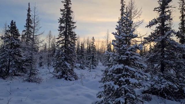 Рекомендации по установке фотоловушки в лесу | фотоловушка | фотоохота