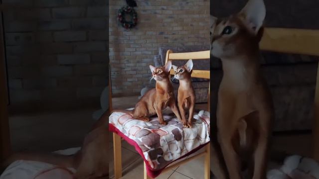 💞WhatsApp 8-925-570-20-51 #абиссинскаякошка #котики  #абиссинскиекотята смотреть онлайн