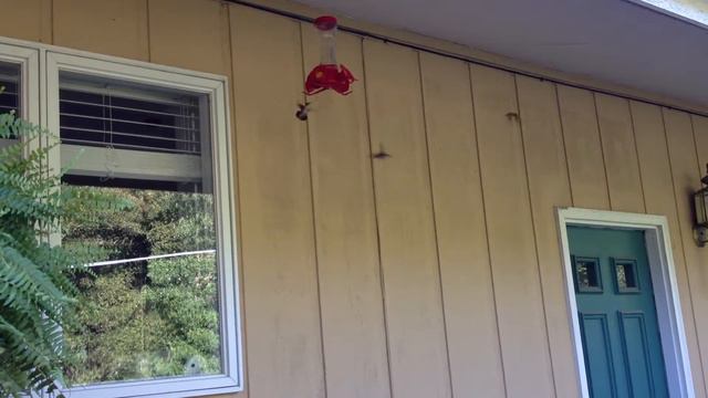 Hummingbirds смотреть онлайн