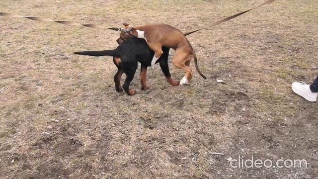 "Доминантная сука"😂 игра стафа и ротвейлера🐶 смотреть онлайн