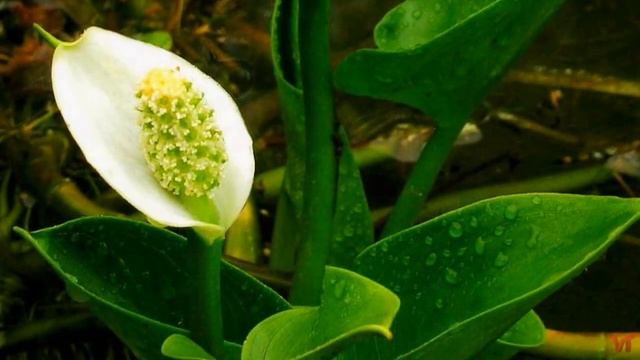 НЕОБЫЧНЫЕ ЦВЕТЫ смотреть онлайн