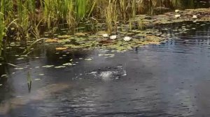 Технология создания крутого пруда на дачном участке