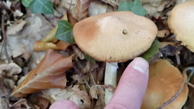 El sabroso Cortinarius caperatus o Rozites caperata un buen comestible con aplicaciones medicinales смотреть онлайн
