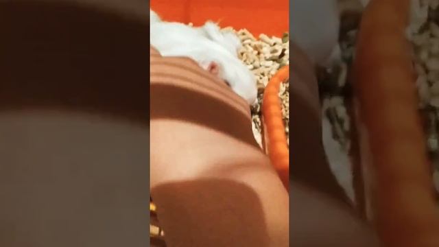 Как ухаживать за морскими свинками смотреть онлайн