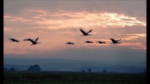 клип Журавли.