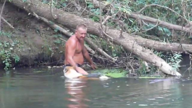 Лайка, речной дозор, пудели играют - встреча смотреть онлайн